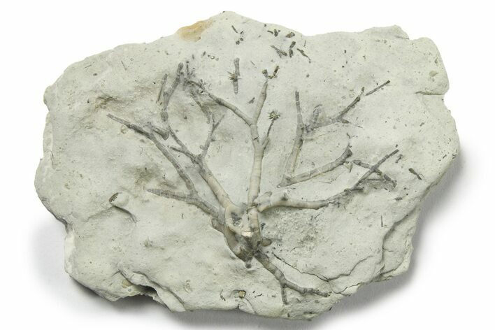 Fossil Crinoid Holdfast - Indiana #270155